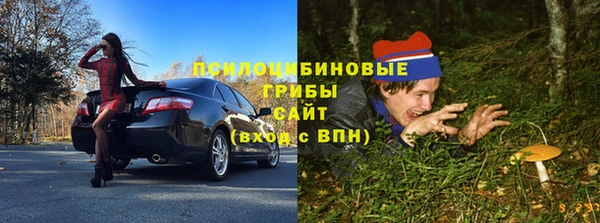 прущие грибы Вязьма