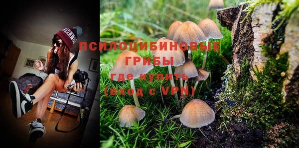 прущие грибы Вязьма